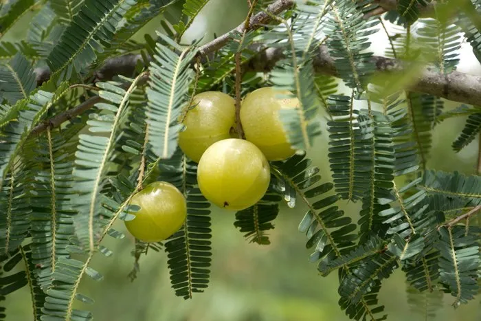 Immunomodulatory and antioxidant profile of Āmalaki (Emblica officinalis) in Rasāyana therapy: an evidence-informed Ayurvedic overview